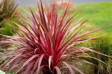 new zealand flax rainbow warrior - Google Search Low Maintenance Plants ...