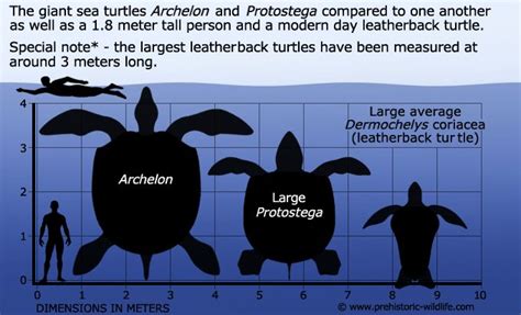 Turtles of Extraordinary Magnitude; Giant Turtle Sightings from Hawaii ...