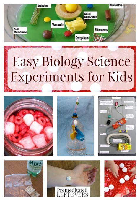 Easy Biology Experiments for Kids