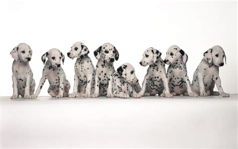 Dalmatian Spots Wallpaper - WallpaperSafari