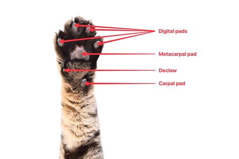 Cat Paw Anatomy, Facts, Care Guide, Pictures, FAQs & More