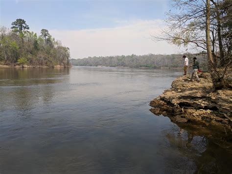 View of the Apalachicola river from Torreya state park. : r ...