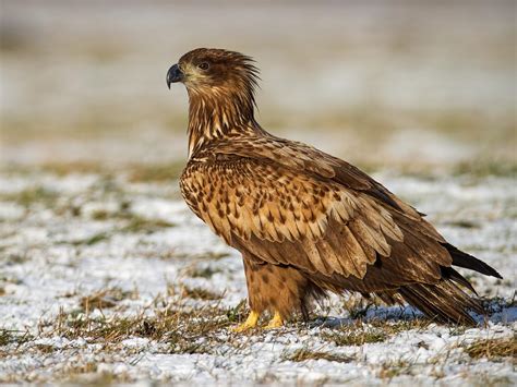 White-tailed Eagle Bird Facts (Haliaeetus albicilla) | Birdfact