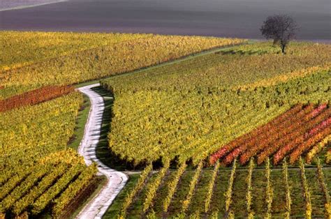 Vineyard, The Rhine Valley, Germany — Stock Photo © miltonia #1669430