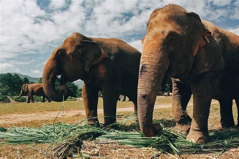 Elephant Nature Park: A True Animal Sanctuary in Chiang Mai, Thailand ...