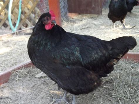 Beautiful Australorp hen. | Animals, Chickens, Beautiful