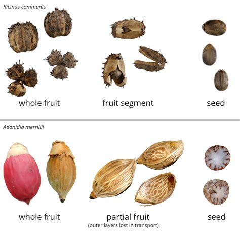 Achene Fruit Examples