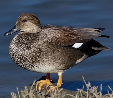 Gadwall | San Diego Bird Spot