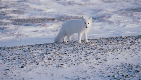 Abiotic Factors of the Alaskan Tundra | Sciencing