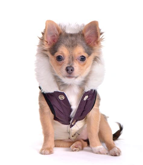 Chihuahua Clothes and Accessories at The Chihuahua Wardrobe!