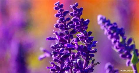 Salvia Farinacea Care: Growing The Mealycup Sage