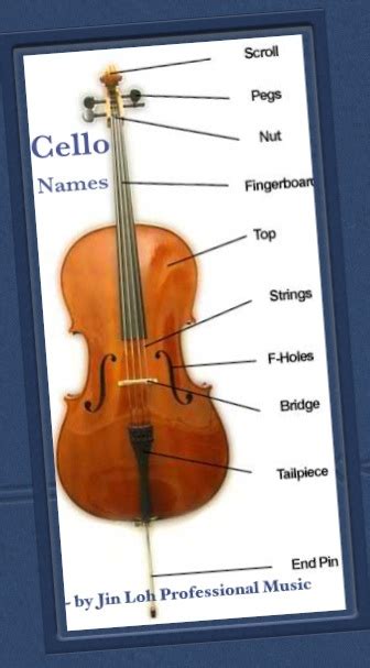 How to Choose A Cello Size?