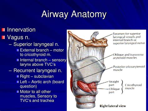 Airway Anatomy Illustrations