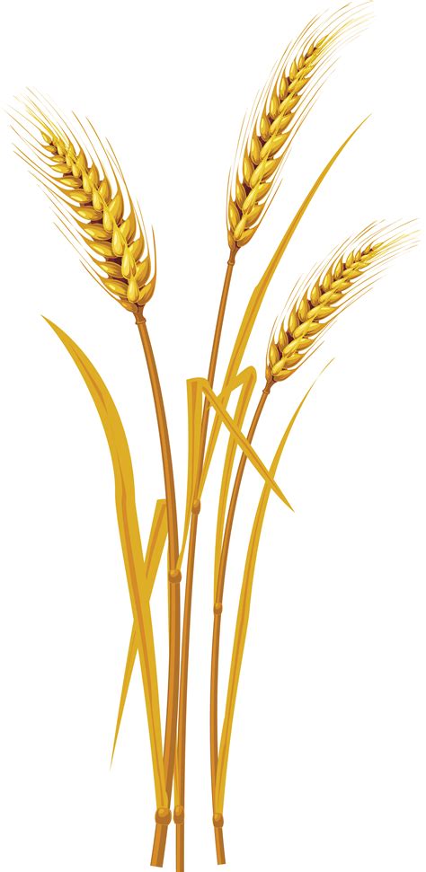 Download Wheat PNG Image for Free