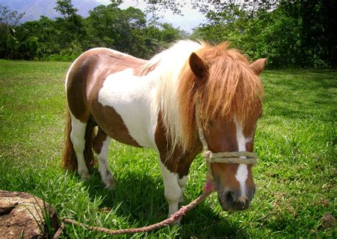 Pony Free Photo Download | FreeImages