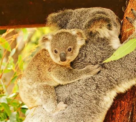 The Size of the Baby Koala Joey at the time of its Birth