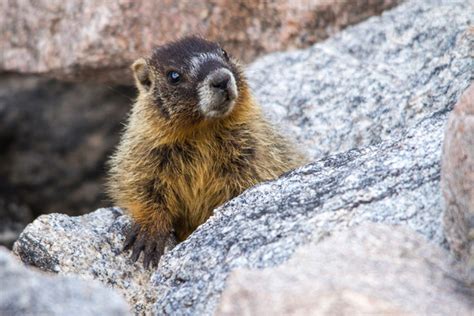 Yellow Bellied Marmot (Rock Chuck) Facts, Habitat, Diet, Pictures ...