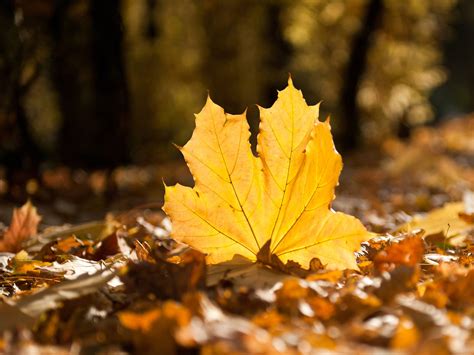 Fall Leaves Wallpapers - Wallpaper Cave