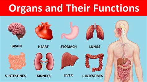 Internal Organs Of Human Body And Their Functions Pdf - Organs Anatomy ...