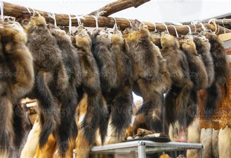 sable fur skins at the fur exhibition 5735925 Stock Photo at Vecteezy