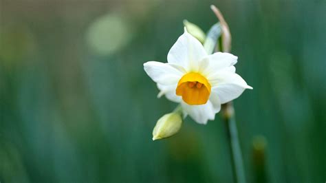 Narcissus Flower