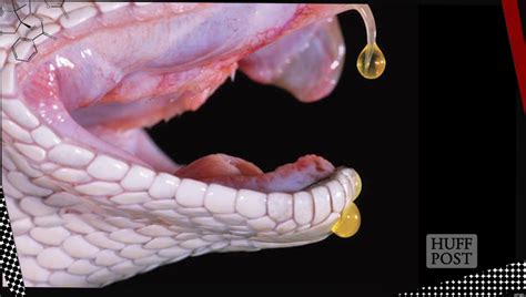 Snake Venom: Healing Medicine & Toxic Menace (VIDEO)