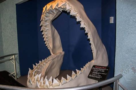 Basking Shark vs. Megalodon - WikiPoint - Wiki Point