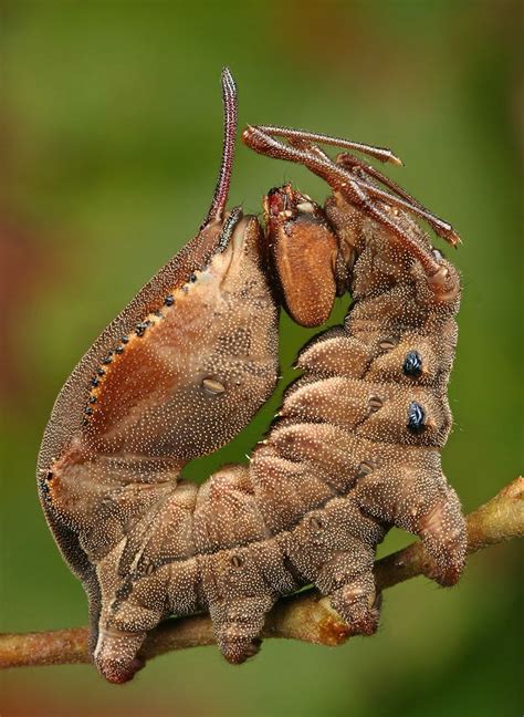 Lobster moth: Photo by Photographer Igor Siwanowicz | Insects, Moth ...