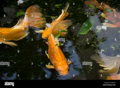 New York City, Bronx Zoo, Koi Fish Pond Stock Photo - Alamy