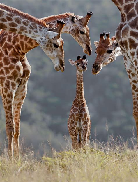 These Animal Families Posing In Pictures Will Make You Love Animals ...