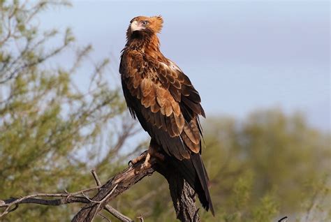 Wedge-tailed Eagle • ReWild Perth