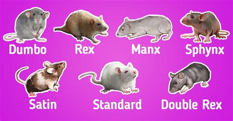 Types of Pet Rat Breeds / 5-Minute Crafts