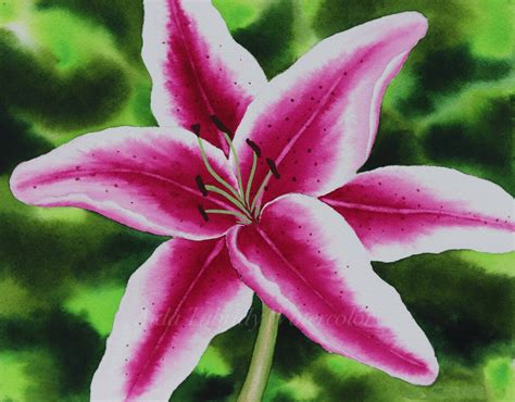 Stargazer Lily Painting Print from Original Watercolor - Etsy Italia