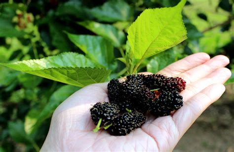 How to Grow Mulberry | Growing Mulberry tree in containers | Mulberries ...