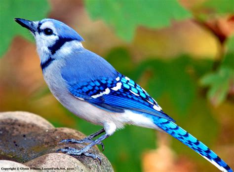 Blue Jay Bird Wallpaper - WallpaperSafari