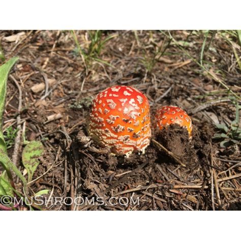 Amanita Muscaria Spore Print