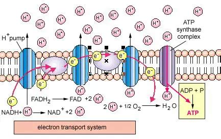 chemiosmotic hypothesis - meddic