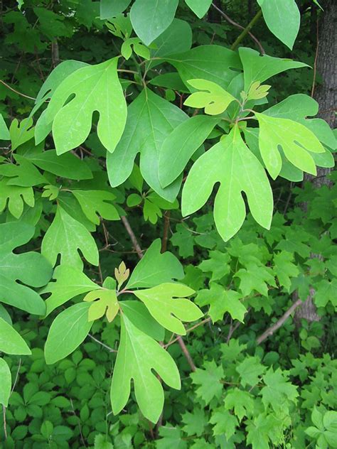 The Sassafras Tree Is an Interesting Native Species - Horticulture