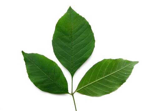 Fraxinus americana - White Ash leaves | Virens (Latin for greening ...