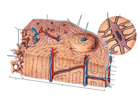 Osteon Structure Diagram | Quizlet