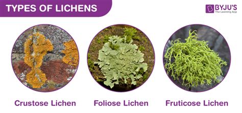 Major differences between Lichens and Mycorrhizae