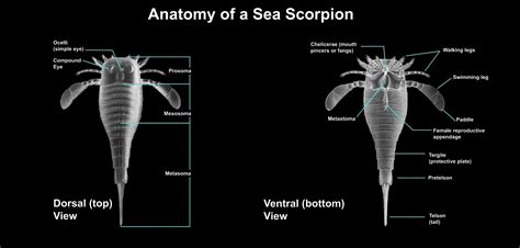 Diagram Of A Scorpion - sportcarima