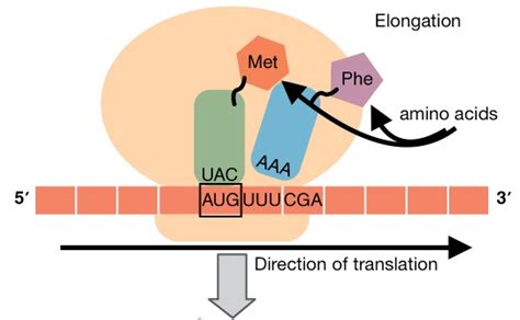 Dna Translation Steps