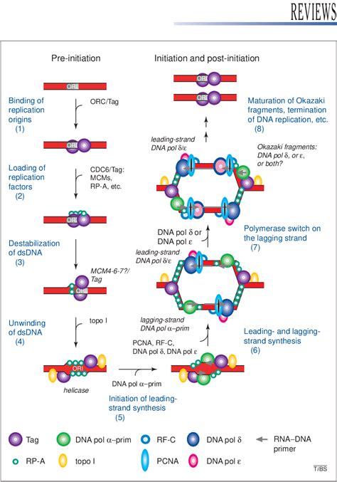 Figure 1 from Eukaryotic DNA polymerases, a growing family. - Semantic ...