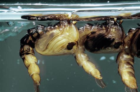 Asian Tiger Mosquito Larvae Photograph by Sinclair Stammers/science ...