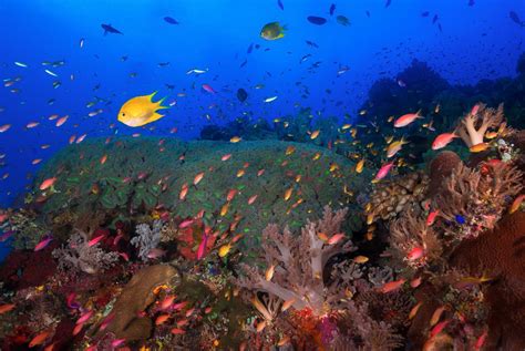 Tubbataha Reefs: Dive Into The Surreal Waters Of This UNESCO World ...