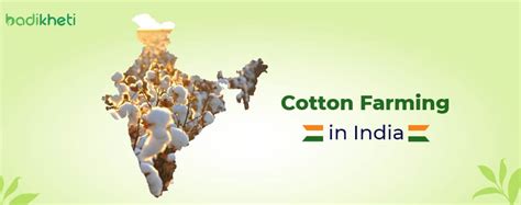 Cotton Farming in India: All you need to know - badikheti