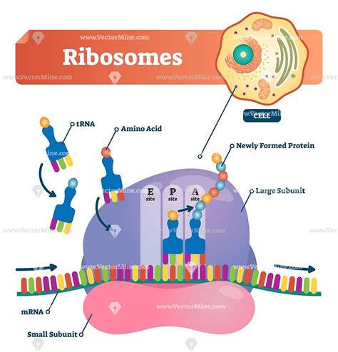 Ribosomes bilological anatomy vector illustration labeled diagram ...