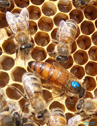 La abeja reina, la madre de la colmena - Apicultura fácil