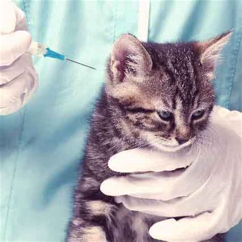 3 Easy Steps to Administering Insulin for Cats | PetCareRx